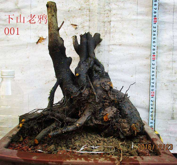 老鸦柿下山桩生桩套袋可以暴晒吗