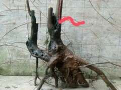 下山桩的杆太粗 拿弯拿不动 怎么办