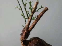 迎春下山桩发芽后枝条不长 怎么办