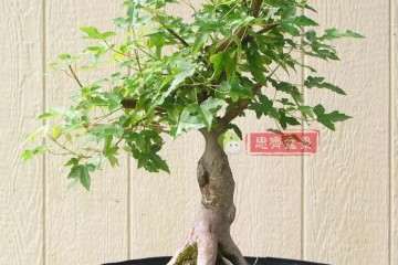 图解 怎么制作抱石三角枫盆景的方法