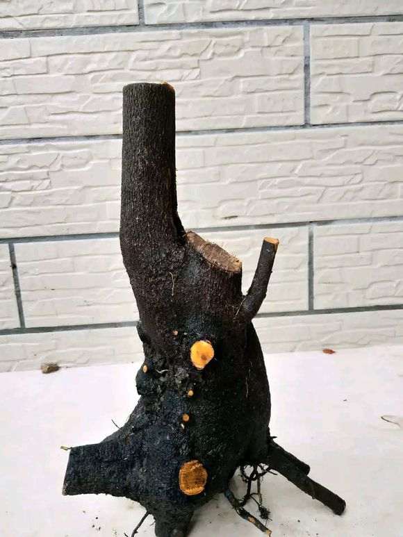 塑料箱和营养土怎么栽下山桩