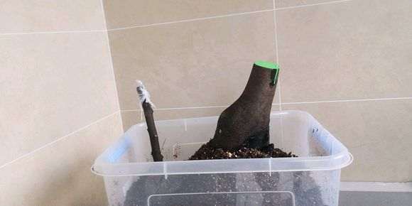 塑料箱和营养土怎么栽下山桩