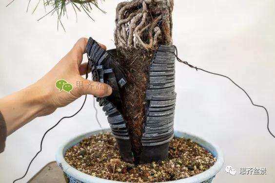 图解 提根赤松盆景怎么整根的方法