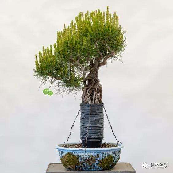 图解 提根赤松盆景怎么整根的方法
