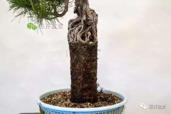 图解 提根赤松盆景怎么整根的方法