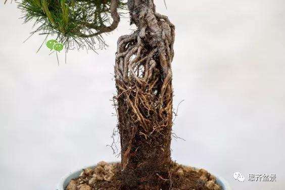 图解 提根赤松盆景怎么整根的方法