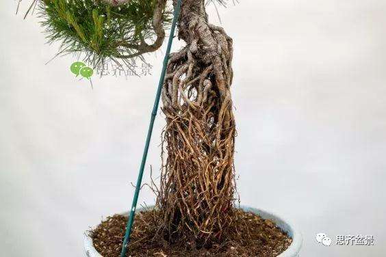 图解 提根赤松盆景怎么整根的方法