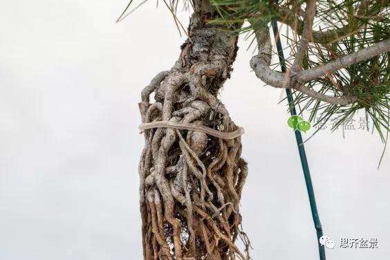 图解 提根赤松盆景怎么整根的方法