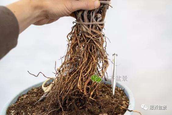 图解 提根赤松盆景怎么整根的方法