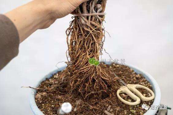 图解 提根赤松盆景怎么整根的方法