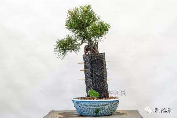 图解 提根赤松盆景怎么整根的方法