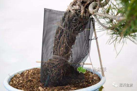 图解 提根赤松盆景怎么整根的方法