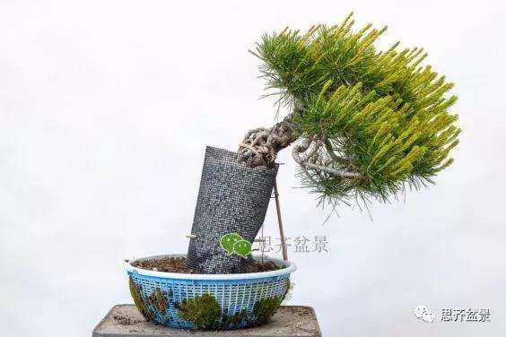 图解 提根赤松盆景怎么整根的方法