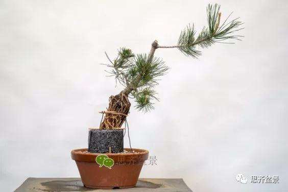 图解 提根赤松盆景怎么整根的方法