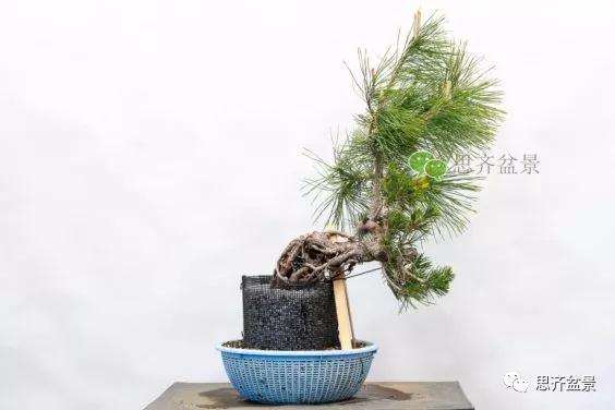 图解 提根赤松盆景怎么整根的方法