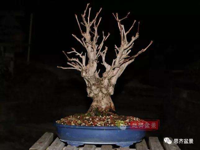 图解 银杏苗怎么培养成盆景的方法