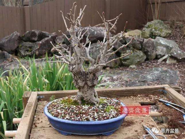 图解 银杏苗怎么培养成盆景的方法