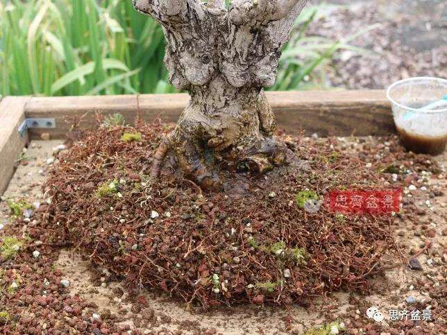 图解 银杏苗怎么培养成盆景的方法