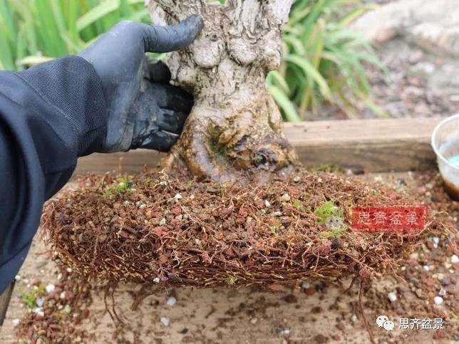 图解 银杏苗怎么培养成盆景的方法