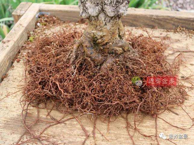 图解 银杏苗怎么培养成盆景的方法