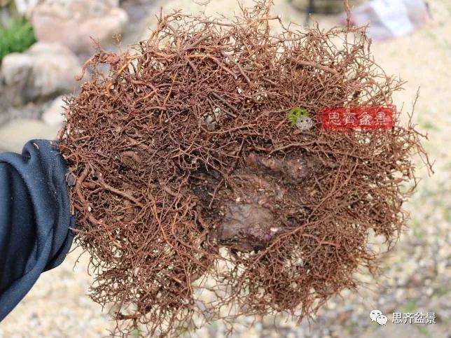 图解 银杏苗怎么培养成盆景的方法