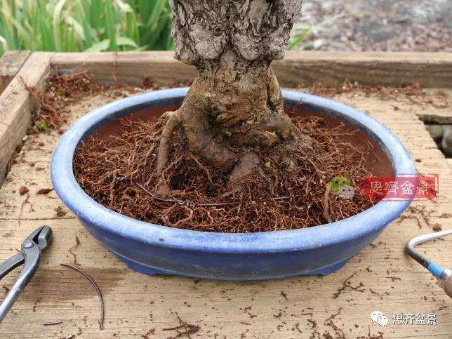 图解 银杏苗怎么培养成盆景的方法