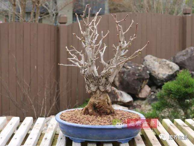 图解 银杏苗怎么培养成盆景的方法