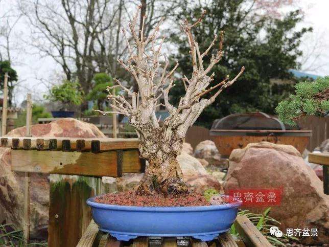 图解 银杏苗怎么培养成盆景的方法