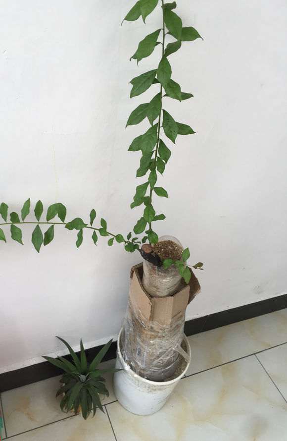 全根金弹子下山桩能用纯沙养吗