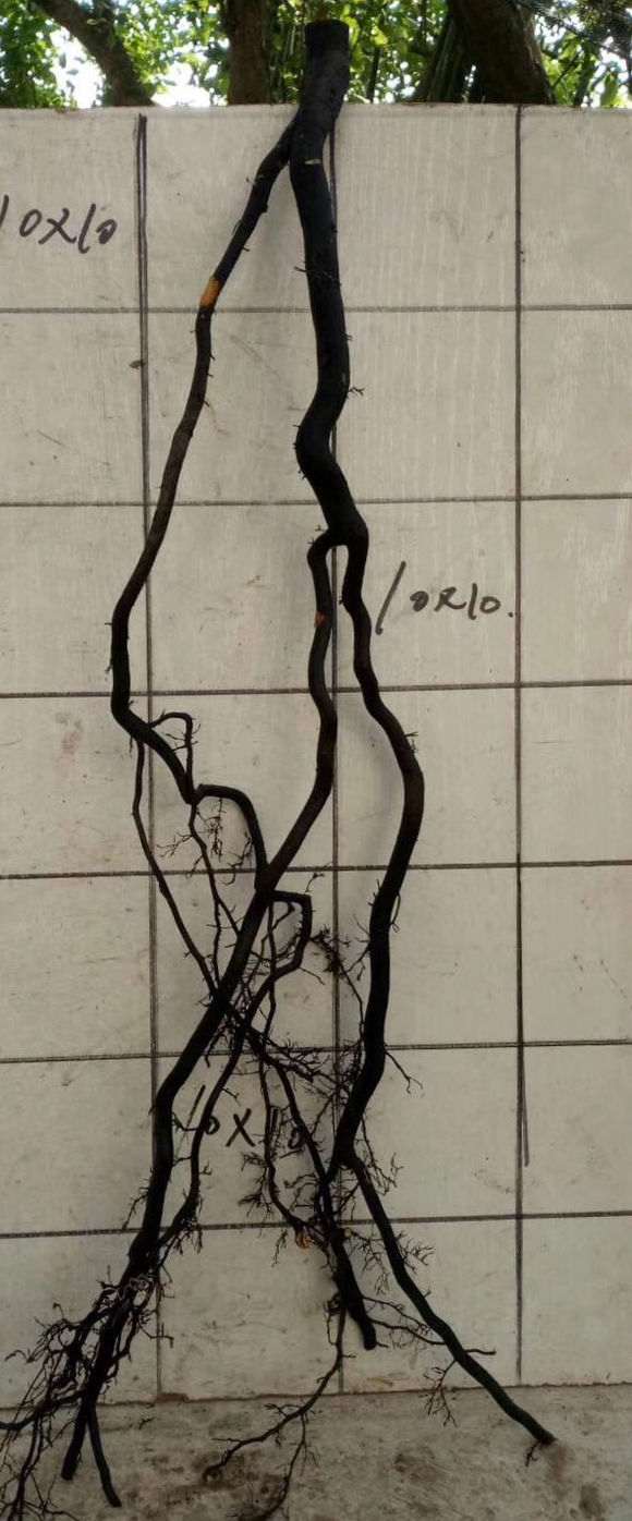 全根金弹子下山桩能用纯沙养吗