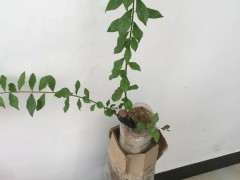 全根金弹子下山桩能用纯沙养吗