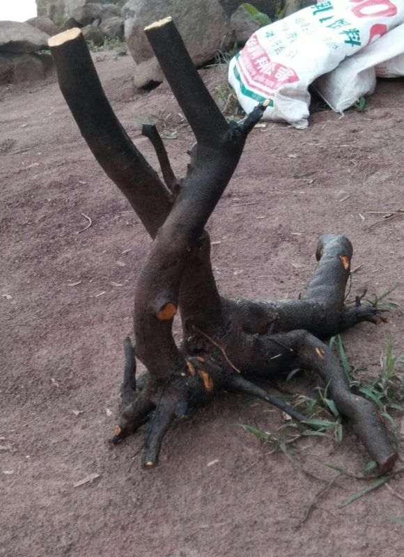 下山桩生桩种下了发现有白蚂蚁怎么办