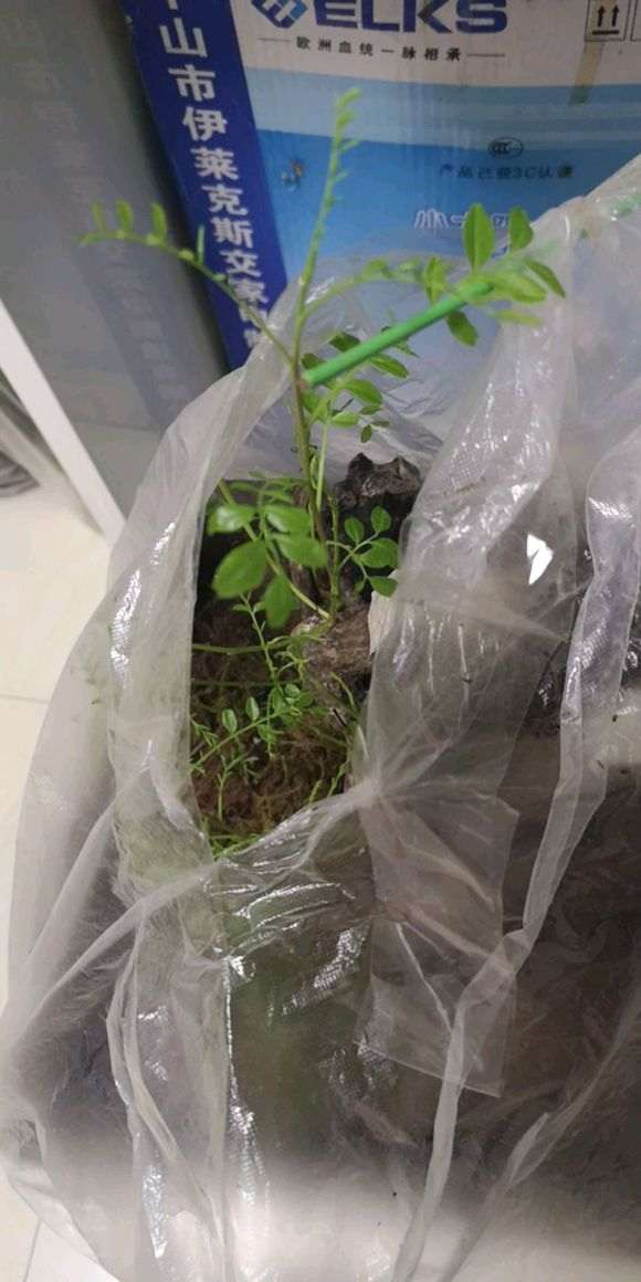 清香木下山桩生桩活了没有