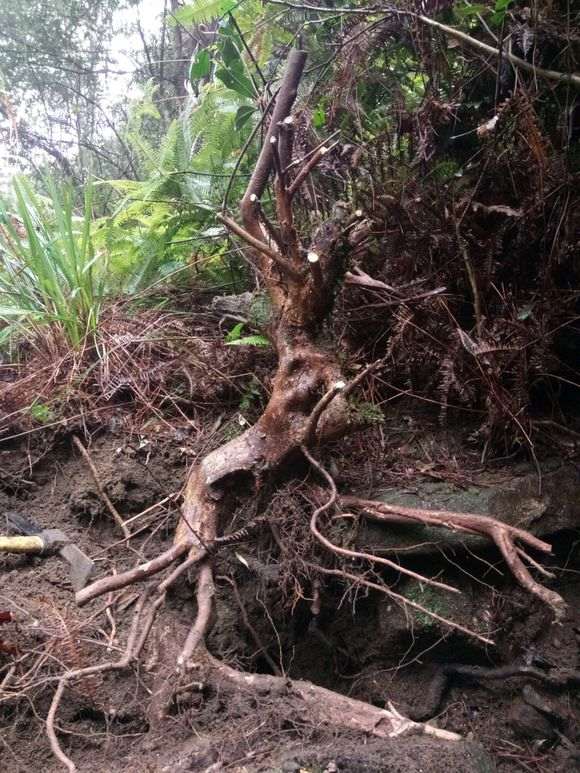 怎么用风化石种下山桩 大家说说