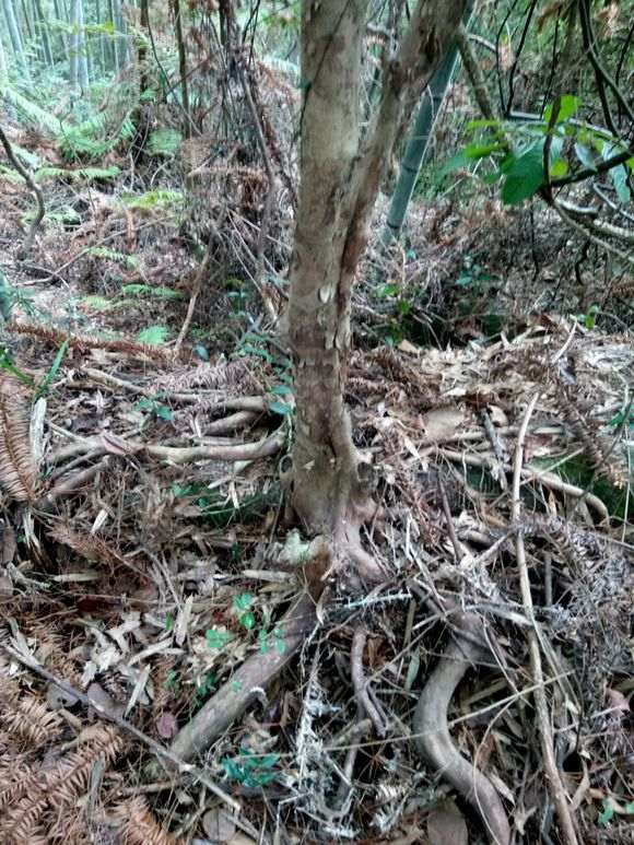 怎么用风化石种下山桩 大家说说