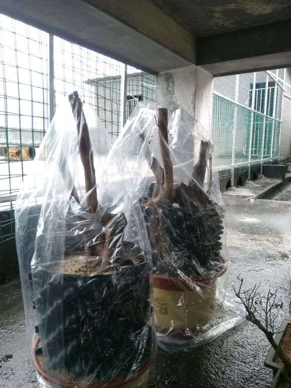 怎么用风化石种下山桩 大家说说