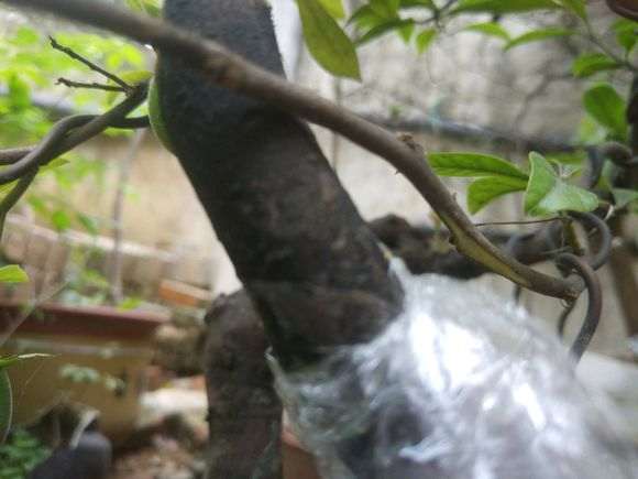 金弹子下山桩生桩直接靠接血红果 可以吗