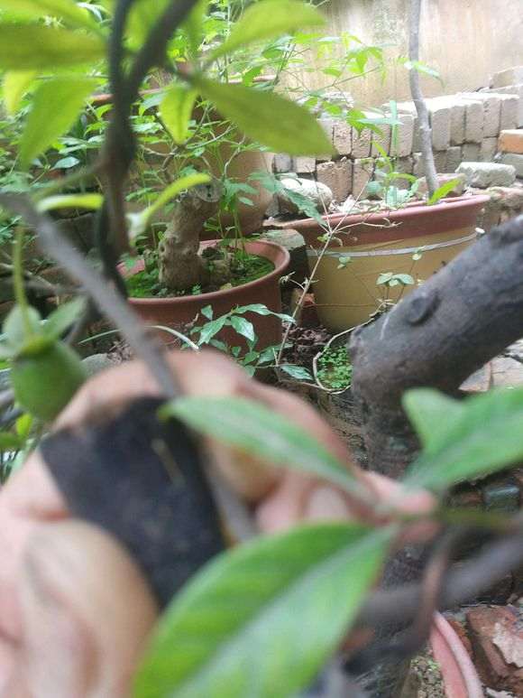 金弹子下山桩生桩直接靠接血红果 可以吗