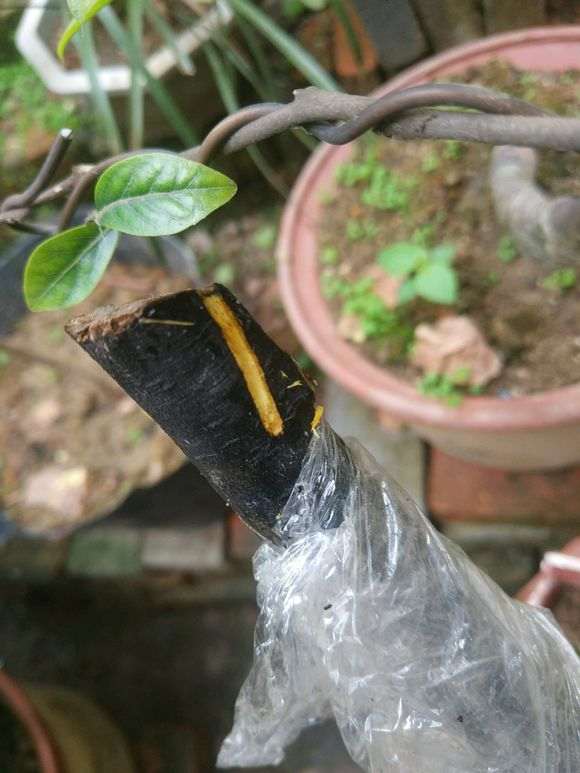 金弹子下山桩生桩直接靠接血红果 可以吗