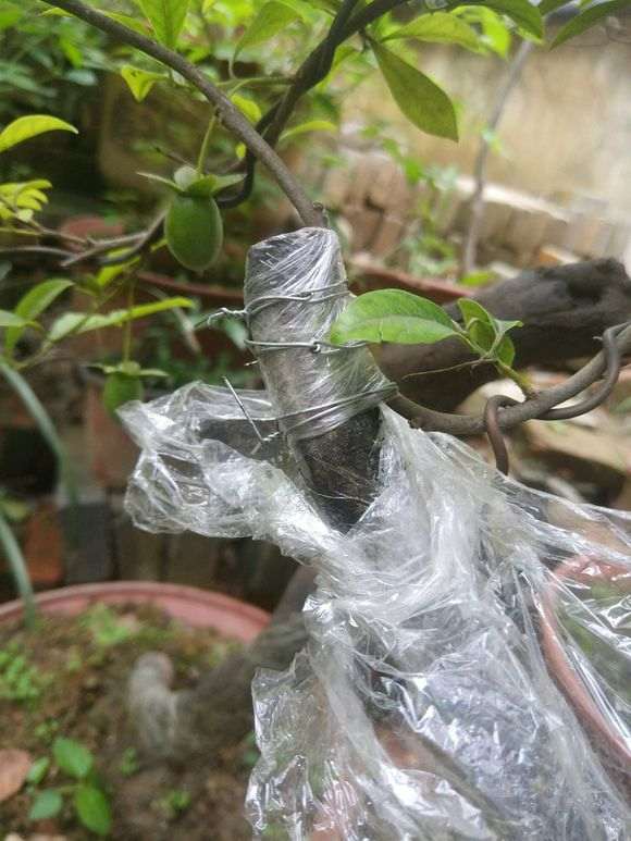 金弹子下山桩生桩直接靠接血红果 可以吗