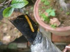 金弹子下山桩生桩直接靠接血红果 可以吗