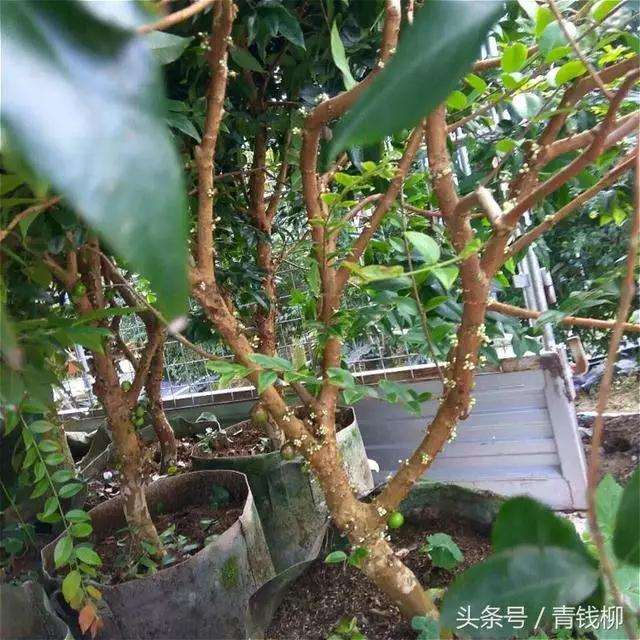 怎么室内盆栽嘉宝果的栽培技术