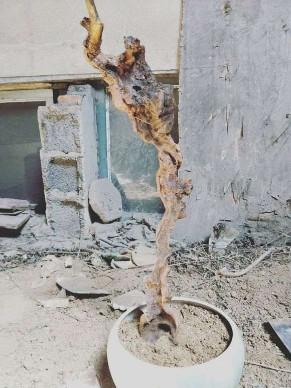 黄荆下山桩生桩 套袋静等发芽