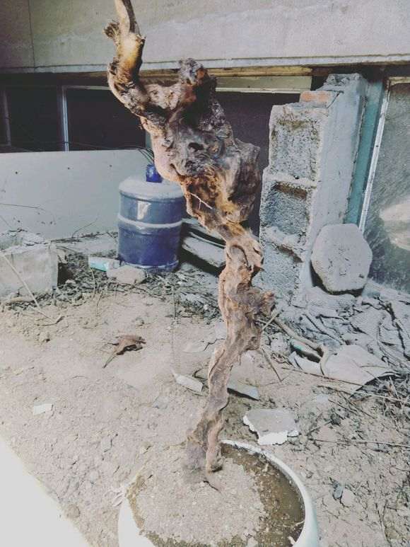 黄荆下山桩生桩 套袋静等发芽