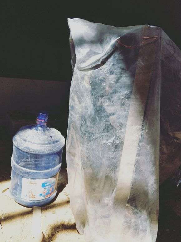 黄荆下山桩生桩 套袋静等发芽