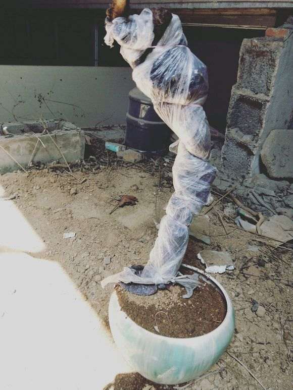 黄荆下山桩生桩 套袋静等发芽