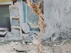 黄荆下山桩生桩 套袋静等发芽