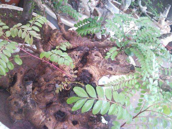 清香木下山裸根生桩一星期就发芽