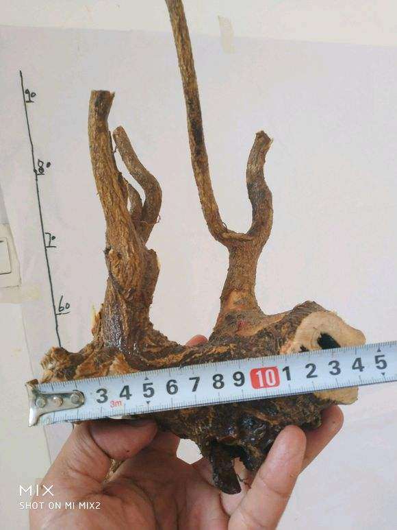 秋季金豆下山桩生桩才发芽能爱长吗