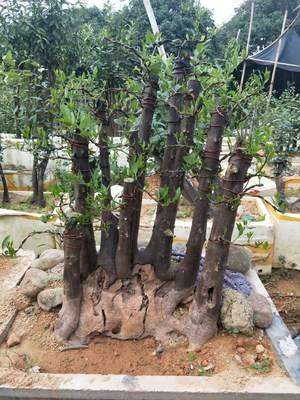 秋季金豆下山桩生桩才发芽能爱长吗